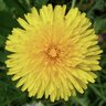 dandelions