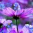 Flowerdream