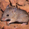 Pebble mouse