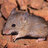 Pebble mouse