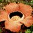 Rafflesia