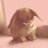 bunny011