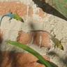 Floracuatica
