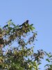 IMG_0609.jpeg