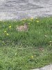 IMG_0308.jpeg