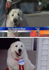 dog mayor.jpg