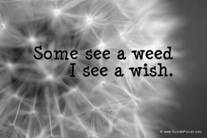 some see a weed I see a wish 